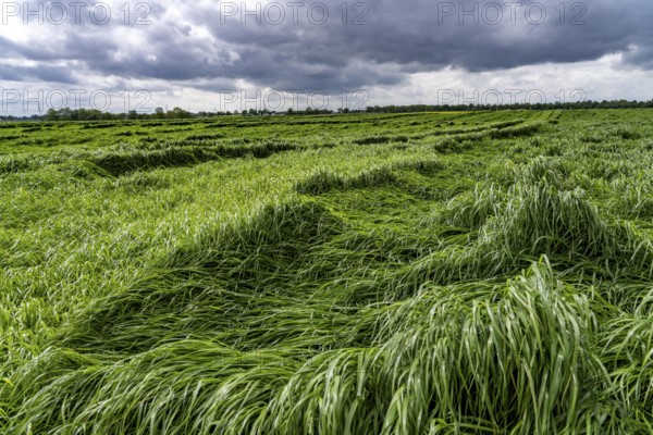Field of downed blades of grass after heavy rain, near Geilenkirchen North Rhine-Westphalia,