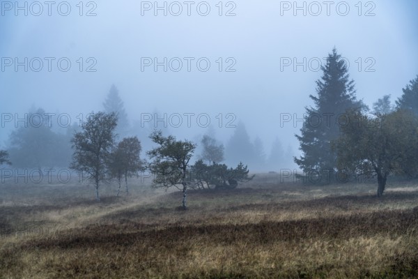 The high heath on the Kahler Asten, mountain in the Sauerland, in autumn fog, Winterberg, North