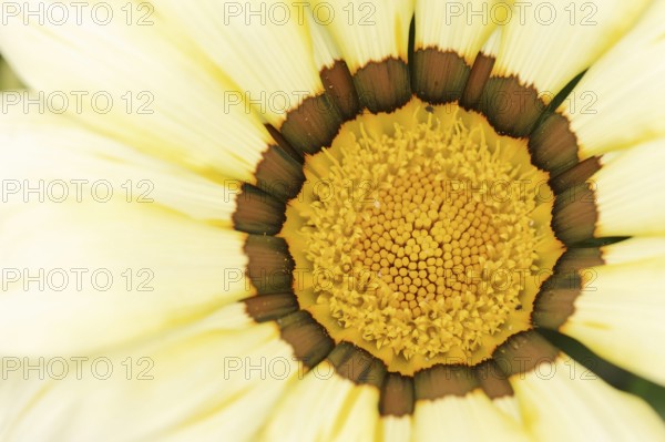 Gazania or Mittagsgold (Gazania hybride), flower detail, ornamental plant, North Rhine-Westphalia,