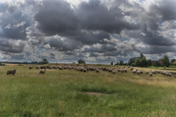 Black-headed domestic sheep (Ovis gmelini aries) on pasture, cloudy sky, Mecklenburg-Western
