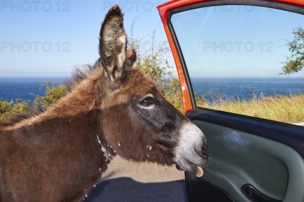 Close-up of a donkey curiously sticking its head out of a car door, farm animals, Mani Peninsula,