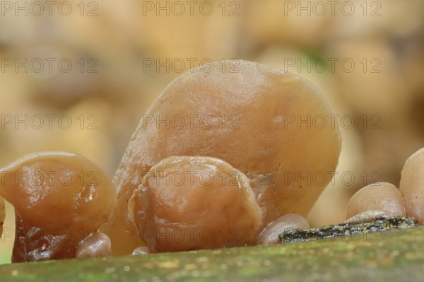 Judas ear or elder mushroom (Hirneola auricula-judae, Auricularia auricula-judae), North