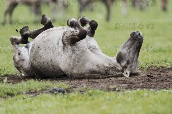 Dülmen wild horse, mare rolling around, Merfelder Bruch, Dülmen, North Rhine-Westphalia, Germany,