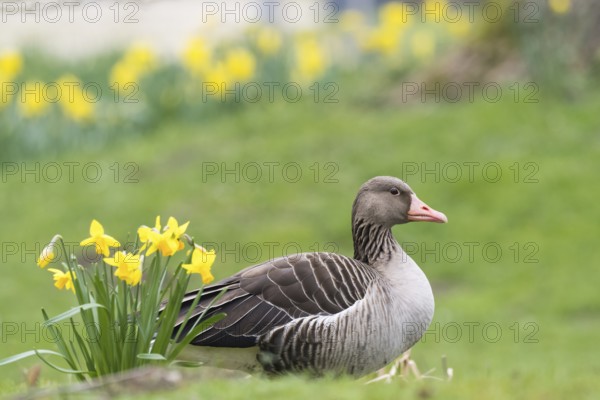 A grey goose (Anser anser) lies comfortably between green grass and yellow daffodils, Hesse,