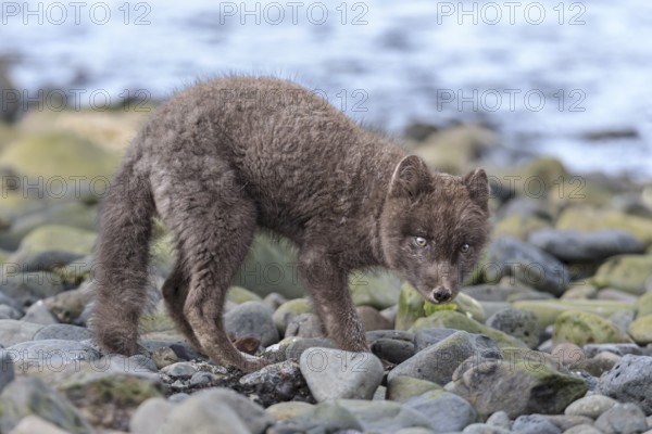 Dark arctic fox (Vulpes lagopus) standing on stones by the sea, curious, East Fjords, Iceland,