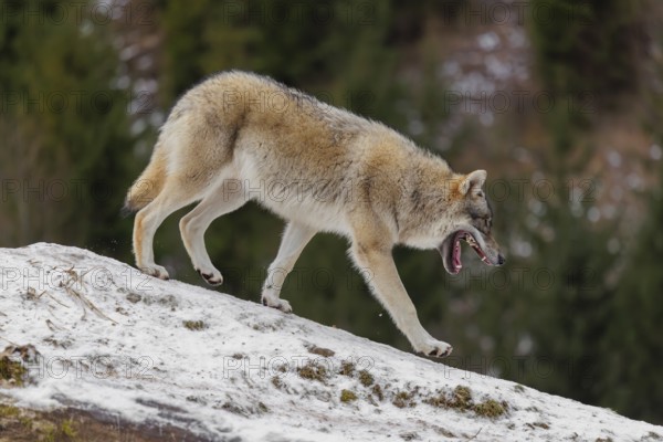 A young grey wolf (Canis lupus lupus) runs across the sloping, snow-covered meadow at the edge of a