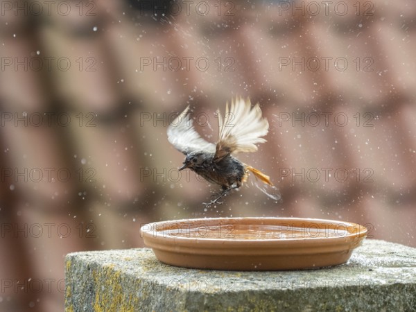 Black Redstart (Phoenicurus ochruros) adult female, flapping its wings, bathing in a bird bath,