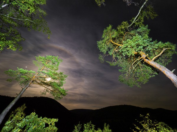 Scots Pine (Pinus sylvestris), trees illuminated at night with a torch, set against a night sky