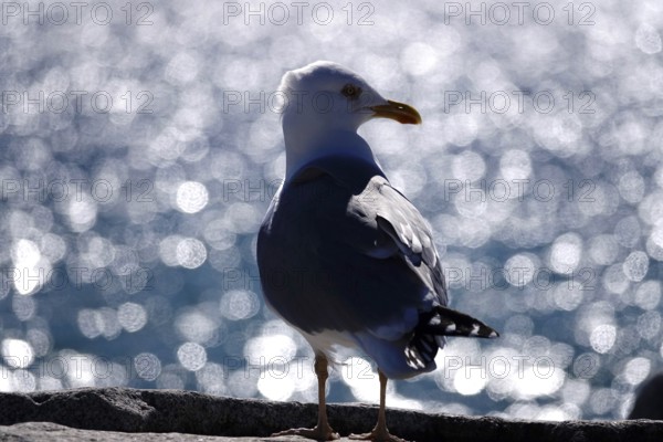 Seagull in front of the glittering waters of the Baltic Sea, Mecklenburg-Vorpommern, Germany,