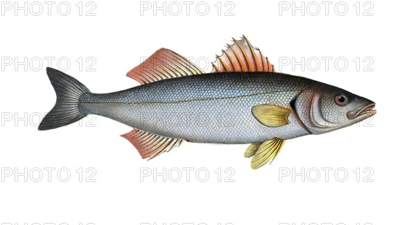 Fish, fish, genus from the umber family, Sciaena labrax, the salmon lumber, the Basse, Historical,
