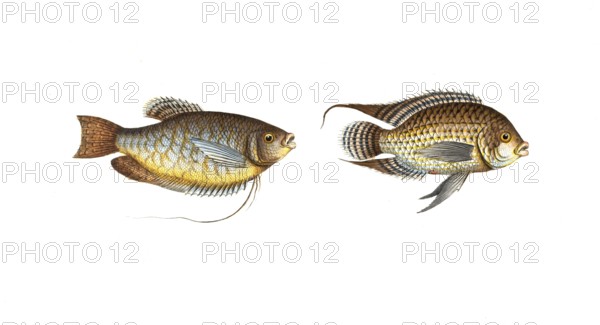 Fish, fishes, left: Genus of wrasses, Labrus trichopterus, the hair-finned wrassle. right: Genus of