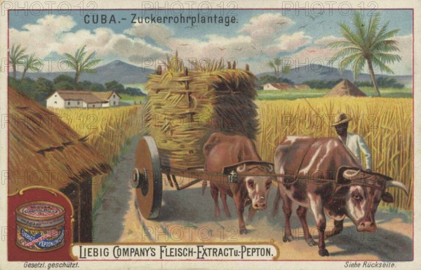 Picture series Scenes from Cuba, sugar cane plantation, Liebig picture, digitally restored