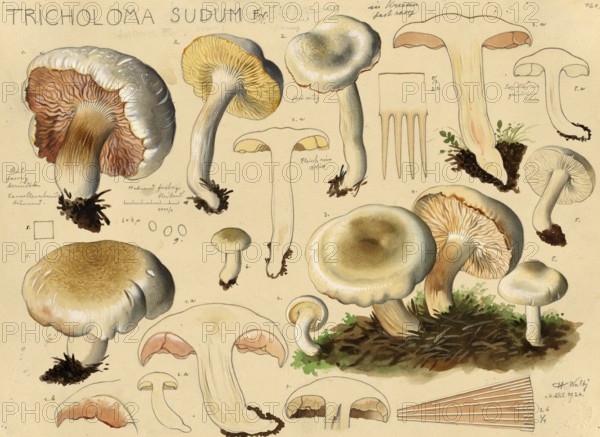 Mushroom, Mushrooms, False grey knight mushroom, Tricholoma sudum, authentic reproduction of an