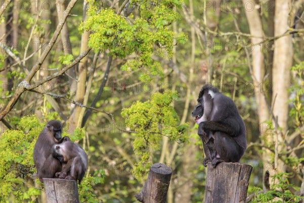 Three Drills (Mandrillus leucophaeus), a male and two females, sit high up on the two stumps of a