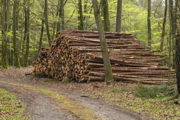 Pile of logs at road in beech forest in Ystad municipality, Skåne county, Sweden, Scandinavia,