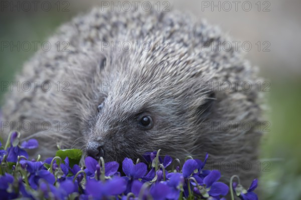 European hedgehog (Erinaceus europaeus) adult animal walking across flowering Violet flowers in a