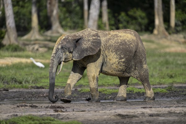African forest elephant (Loxodonta cyclotis) in the Dzanga Bai forest clearing, Dzanga-Ndoki