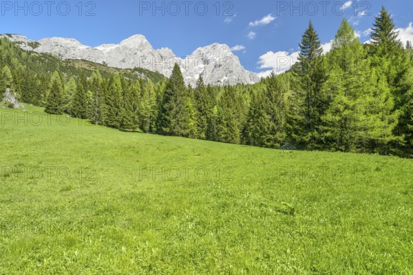 Alpine meadow in front of the Gosaukamm, blue sky, Dachstein massif, Filzmoos, Pongau, Salzburg,