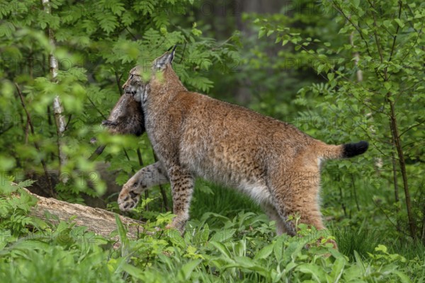 Hunting Eurasian lynx (Lynx lynx) walking with caught muskrat (Ondatra zibethicus) prey in its