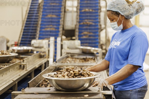 KAJU, Cashew factory. Women picking out the whole nuts from the shells on a conveyor belt, cashew
