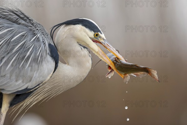 Grey heron (Ardea cinerea) with catfish as prey, hunting, fishing, preying, sunrise, morning light,