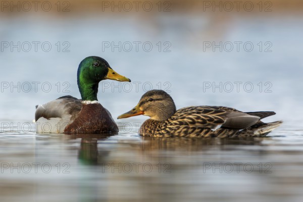 Mallard (Anas platyrhynchos) male and female, pair, swimming, foraging, mating, Middle Elbe