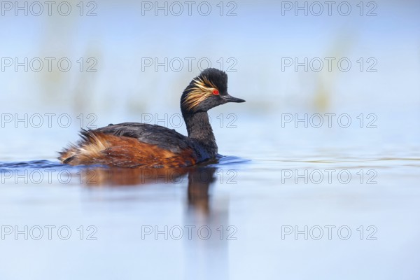 Black-necked grebe (Podiceps nigricollis), swimming in the water, Hides de El Taray / Floating Hid,