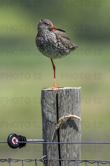 Common redshank (Tringa totanus) in breeding plumage perched on one leg on wooden fence pole along