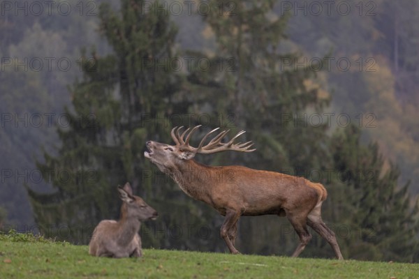 One Red Deer stag (Cervus elaphus) in rutting season, standing calling on a green meadow. A forest