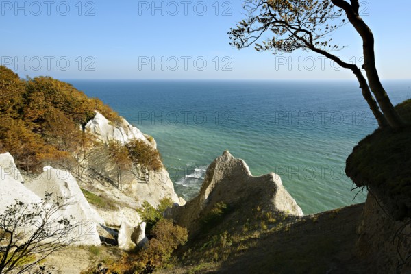 The chalk cliffs of Møns Klint, view of the Baltic Sea in autumn, beech tree on the edge of the