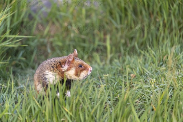 One European hamster (Cricetus cricetus), Eurasian hamster, black-bellied hamster or common