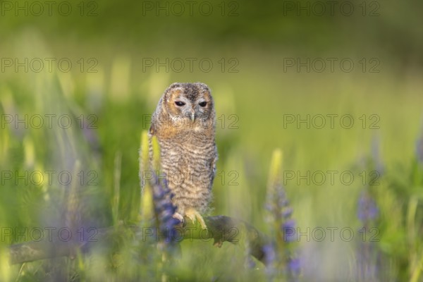One young Ural owl (Strix uralensis) sitting on a branch lying in a field of flowering lupines in