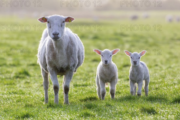 White domestic sheep ewe with two lambs in pasture in spring, North Frisia, Schleswig-Holstein,