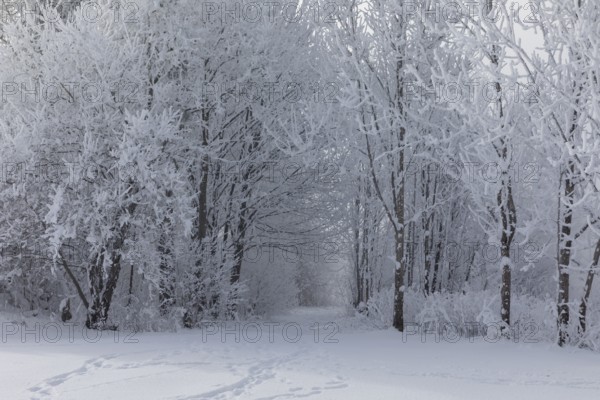 Lake Kochelsee in Bavaria, Germany. River Loisach leaving the lake. Winter, hoar frosted trees