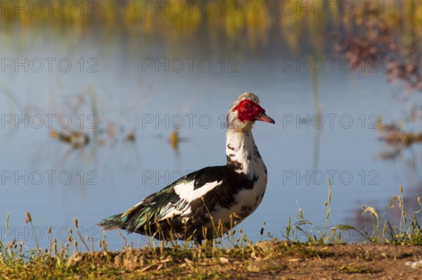A duck stands on a grassy bank in front of a quiet lake with colourful plants in the background,