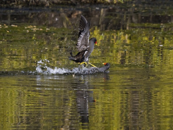 Teichhuhn (Gallinula chloropus), zwei männliche Vögel kämpfen im Wasser eines Sees um das Nistrecht