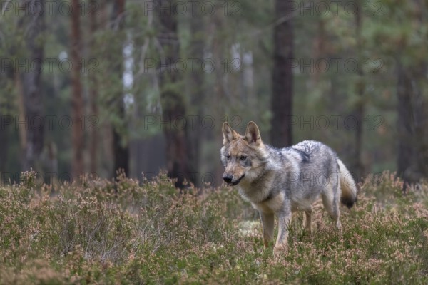 One young male eurasian gray wolf (Canis lupus lupus) running thru a forest with rocks and heather.