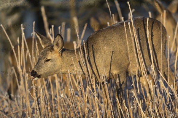 Roe deer standing in hoar frosted dead stinging nettle at minus 15 °C at sunrise. Licking off the