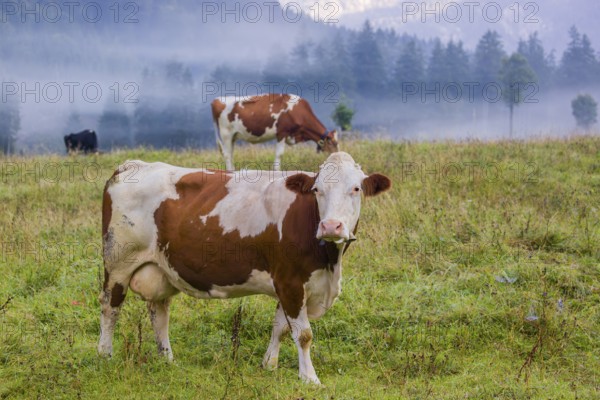 A herd of Holstein Friesian cows stand grazing in a meadow on a foggy day, while an mountain range