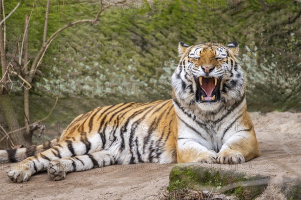 Siberian tiger (Panthera tigris tigris) lying in a forest, captive, incidence in Russia and