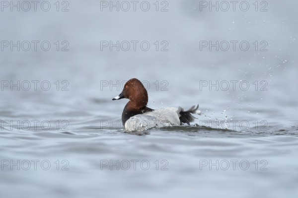 Common pochard duck (Aythya ferina) adult male bird bathing on a lake, England, United Kingdom,