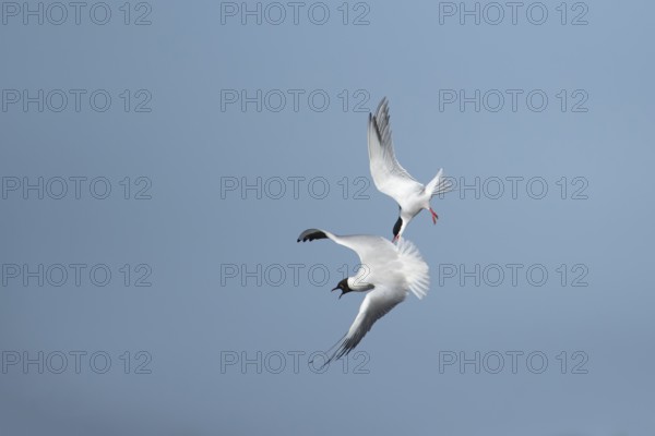 Common tern (Sterna hirundo) adult bird flying attacking a Black-headed gull (Chroicocephalus