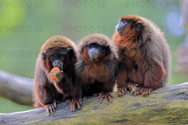 Coppery titi (Plecturocebus cupreus, Syn.: Callicebus cupreus), three coppery titi, group, feeding,