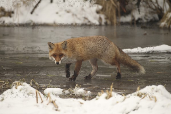 Red lynx (Vulpes vulpes) safe on frozen stream, Allgäu, Bavaria, Germany, Allgäu, Bavaria, Germany,