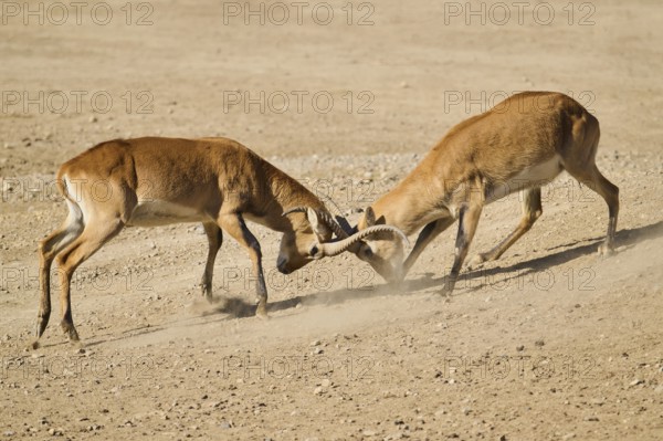 Southern lechwe (Kobus leche) arguing with each other walking in the dessert, captive, distribution