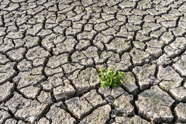 Dry soil, cracked, only a few weeds growing out of the ground, dried-up riverbed, in a side arm of