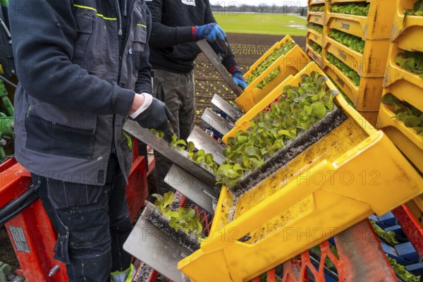 Lettuce plants, in press pots, they are planted in a field with a planting machine, agriculture,