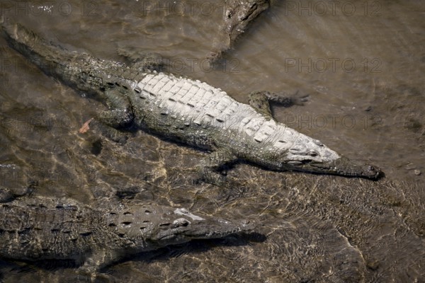 American crocodile (Crocodylus acutus) swimming in the water, from above, Rio Tarcoles, Carara
