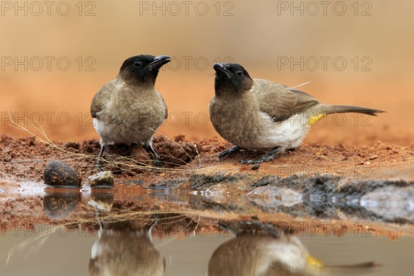 Grey bulbul (Pycnonotus barbatus), adult, pair, at the water, Kruger National Park, Kruger National