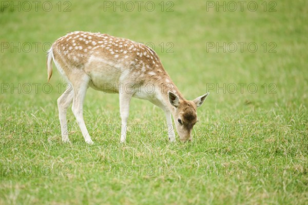 European fallow deer (Dama dama) hind standing on a meadow, tirol, Kitzbühel, Wildpark Aurach,